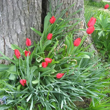 Alojamento de Turismo Rural Cascina Serra